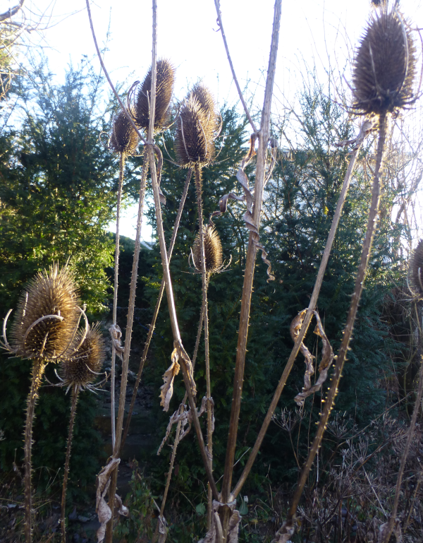 Mehere Karden im Winter